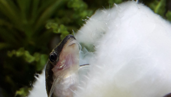 Octocinclus au garde à vous