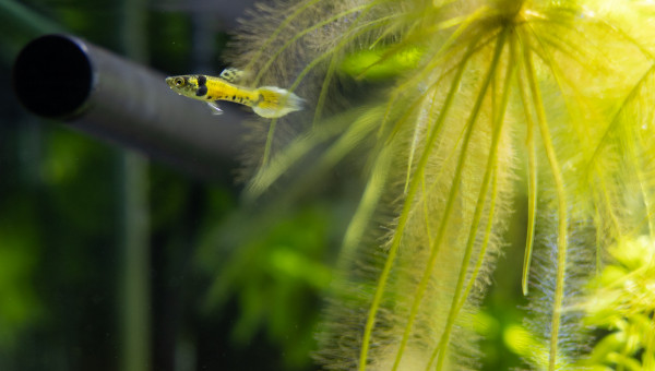 Nouveau habitants du 30L, guppies Tiger