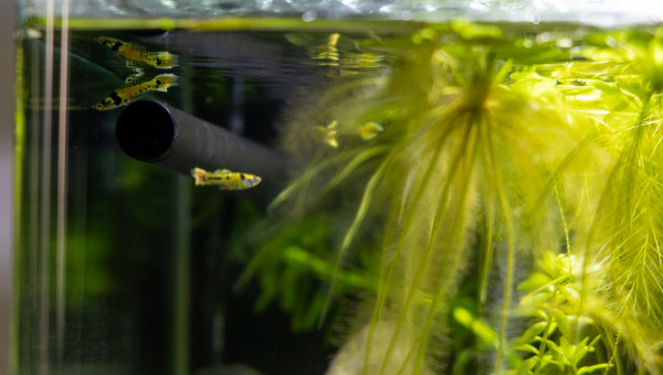 Nouveau habitants du 30L, guppies Tiger