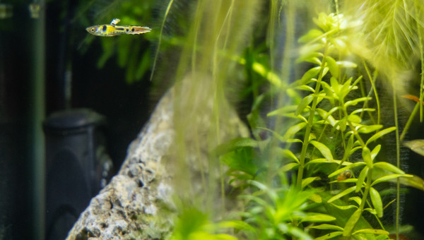 Nouveau habitants du 30L, guppies Tiger
