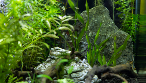 Nouveau habitants du 30L, guppies Tiger