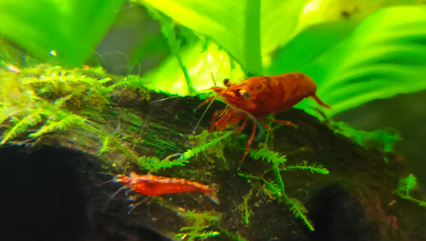 Crevettes juvénile et adulte