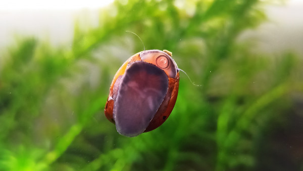 Néritina : vue inhabituelle :)