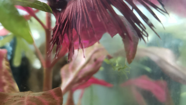 Mr bêta.. Vous envoi le bonjour