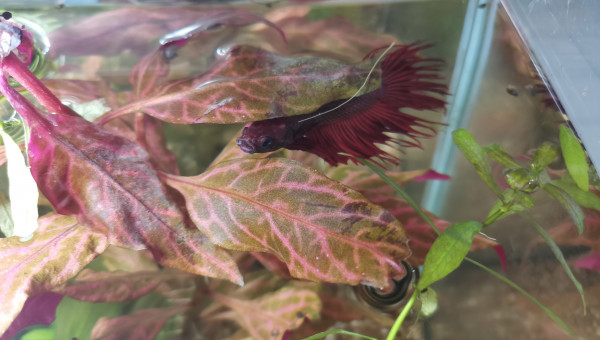 Mr bêta.. Vous envoi le bonjour