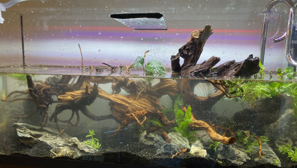 Mise en eau et flottaison des racines