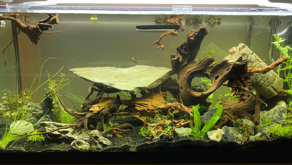 Mise en eau et calage des racines