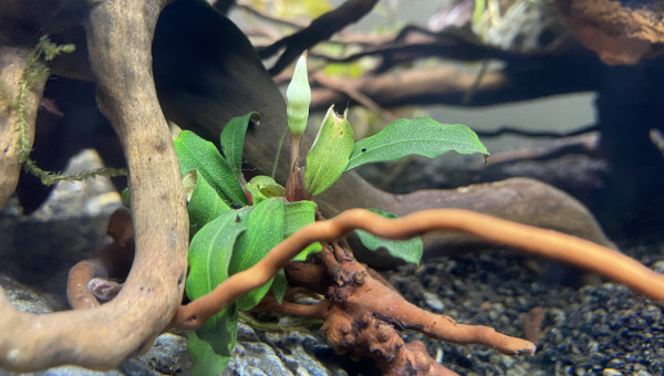 Fleur de bucephalandra