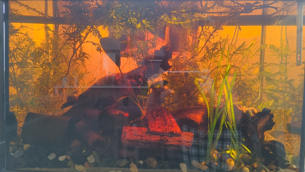 Teste Communautaire 60l.  Betta/ crevettes Amano(10-15)