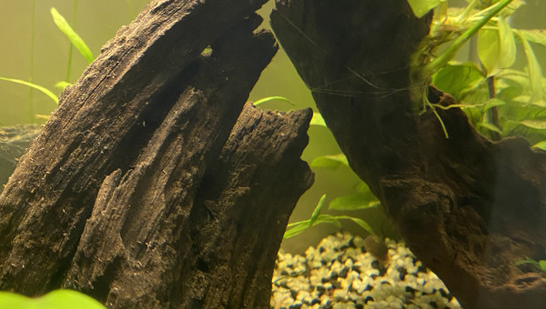 Nobert, le planorbe le plus rapide de l’ouest