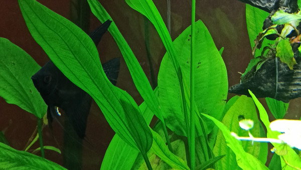 Ca pousse... vite...