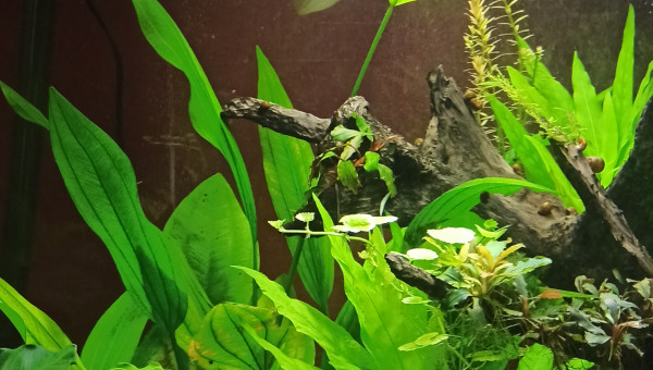 Ca pousse... vite...