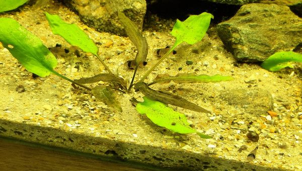 Nabuchodonosore : pandas calmes