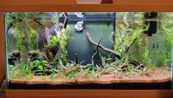 Aquarium Betta