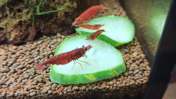 21/05/2021 - Concombre au menu