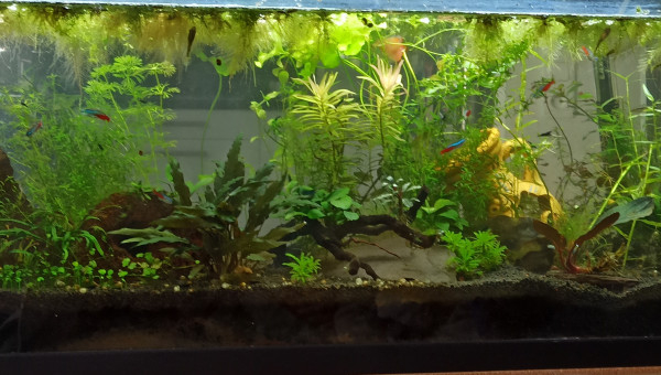 Voilà la bonne photo, après taille de la jungle aujourd'hui :) (mon téléphone me joue des tours)