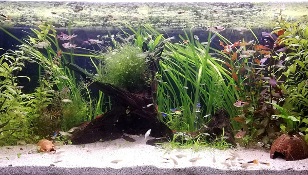 Aquarium au 25/04/21