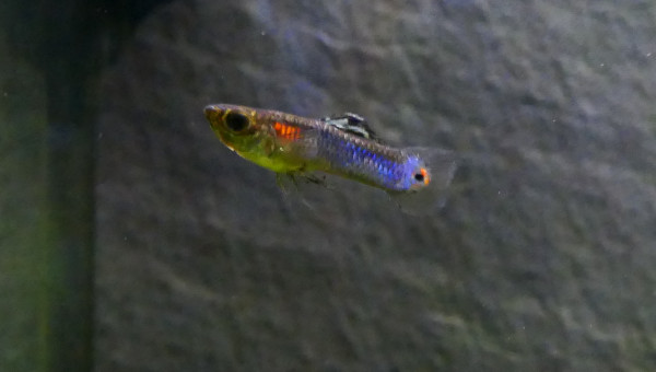 Guppy endler