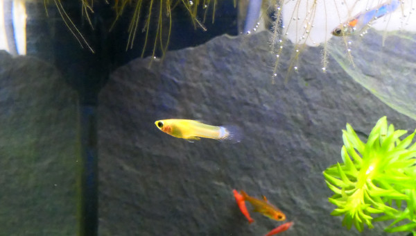 Guppy endler