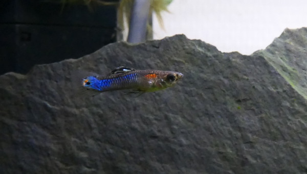 Guppy endler