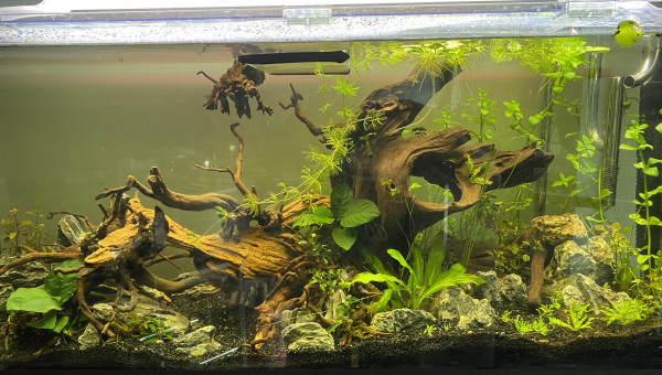 Fixation des racines