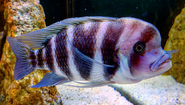 Cyphotilapia Frontosa "Bulu Point"