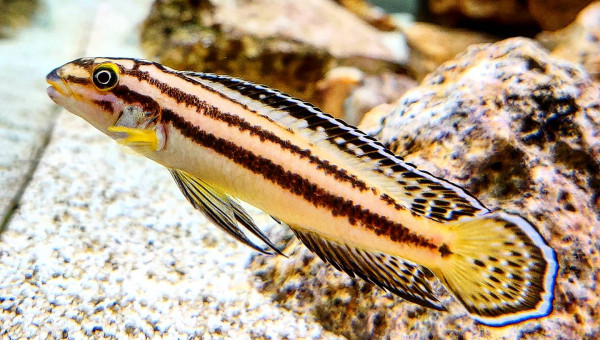 Julidochromis Marksmithi