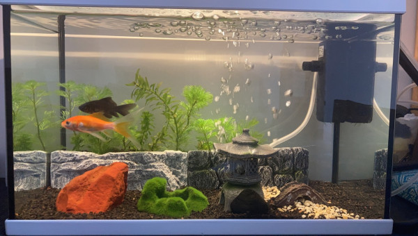 Aquarium 20L à la maison