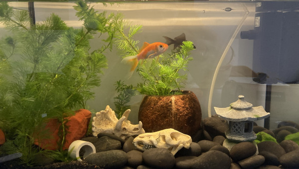 Aquarium 20L à la maison