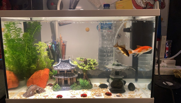 Bienvenue April et Fool