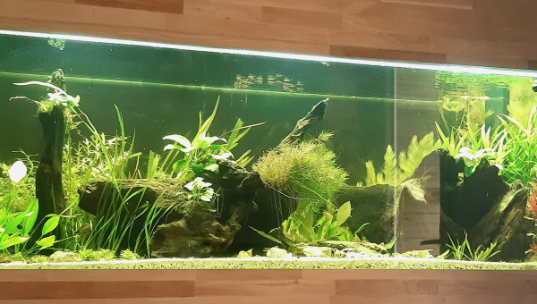 Nabuchodonosore : 2 nouveaux venus