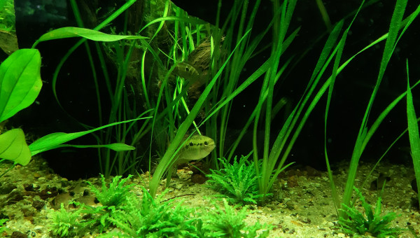 Nabuchodonosore : 2 nouveaux venus