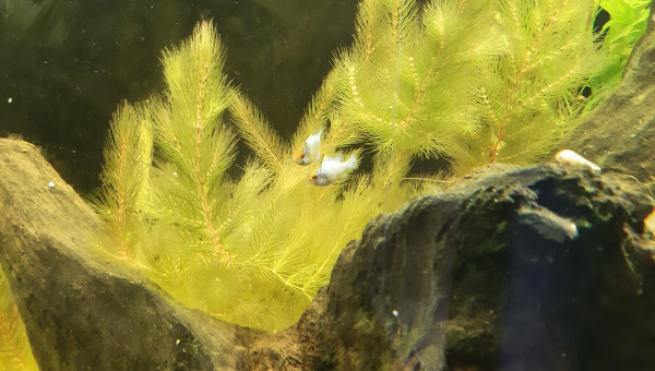 Nabuchodonosore : 2 nouveaux venus