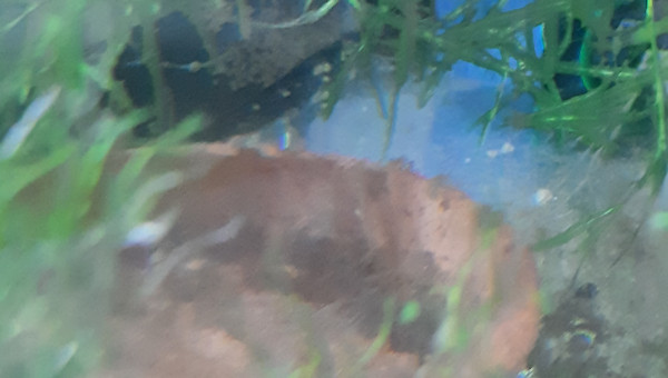 Bac hopital : 3ème ponte