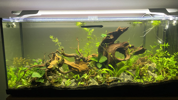 Encore plus de plantes