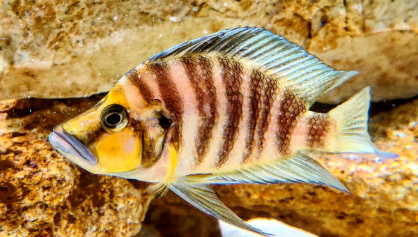 Altolamprologus Compressiceps "Gold Head"