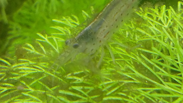 Arrivée des crevettes