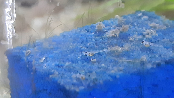 Bac hopital : 3ème ponte... il y a de la vie !