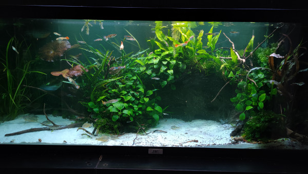 Traitement bleu de Méthylène