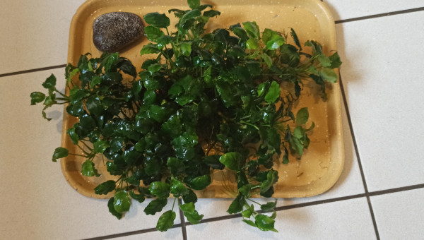 Anubias mère