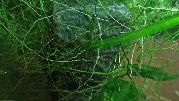 Anubias mère