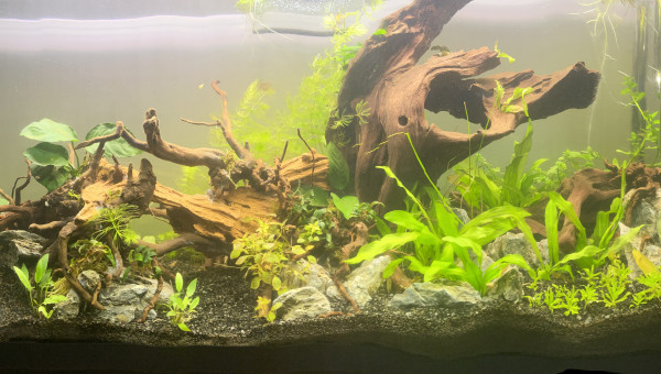 Opération jardinage