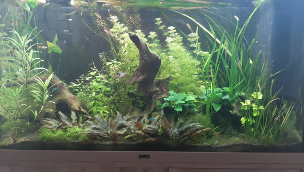 Aquarium de salon : surprise !