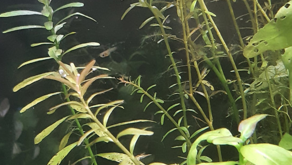 Aquarium de salon : surprise !