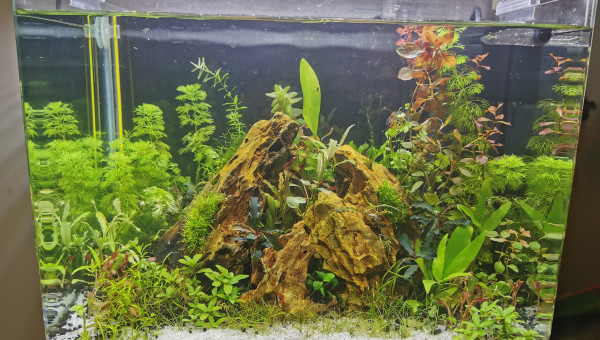 20l après la coupe + bucephalandres en place !)