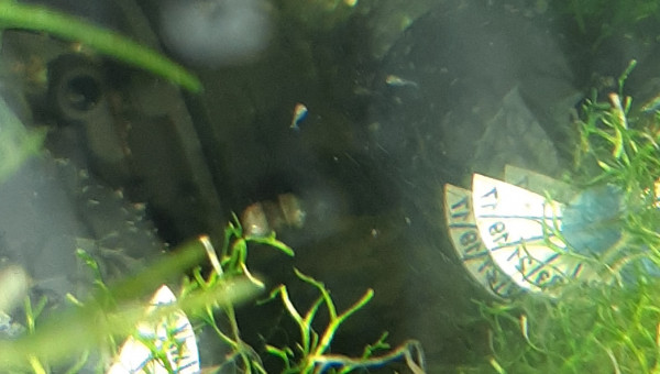 Bac hopital : 3ème ponte... ça nage librement...