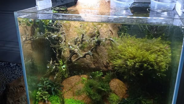 C est parti pour 2eme pin fissidens