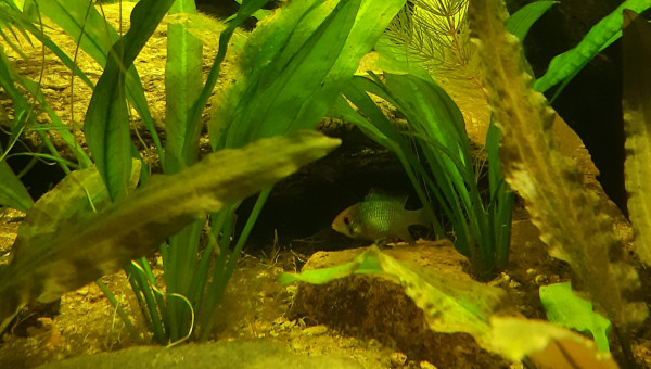 Nabuchodonosore : les ramirezi blue électrique pondent