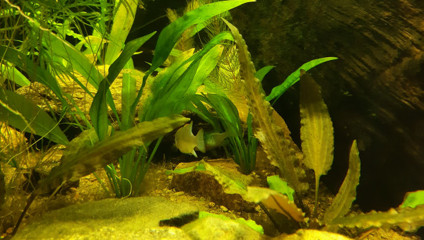 Nabuchodonosore : les ramirezi blue électrique pondent