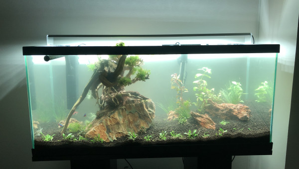 Aquascaping